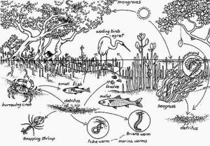 Jaring-jaring makanan yang ada di ekosistem hutan mangrove, Kuntul jadi salah satu bagian pentingnya.
