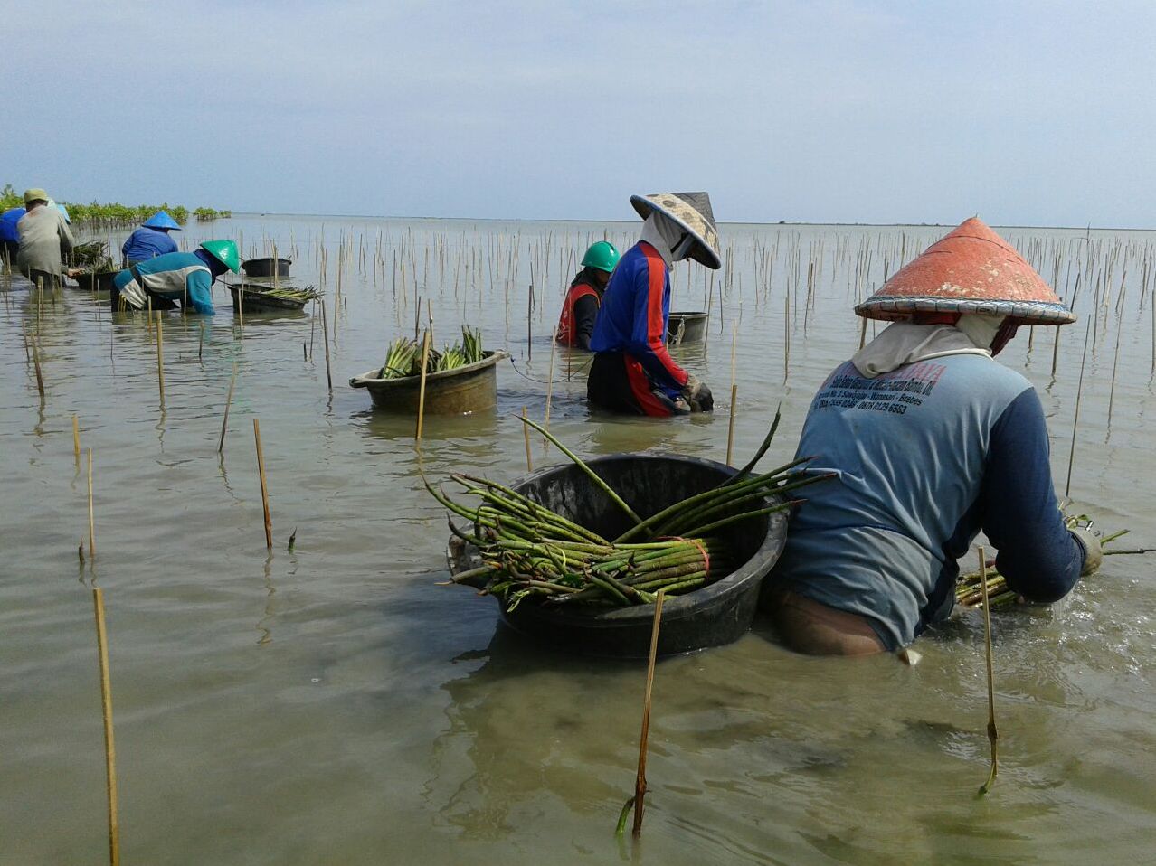 Penanaman mangrove sistem propagul oleh KPSA Wana Lestari di pesisir Desa Sawojajar, Brebes. (Foto: Dokumentasi pribadi).