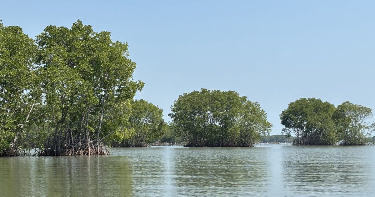 Bisakah Mangrove Hidup di Air Tawar