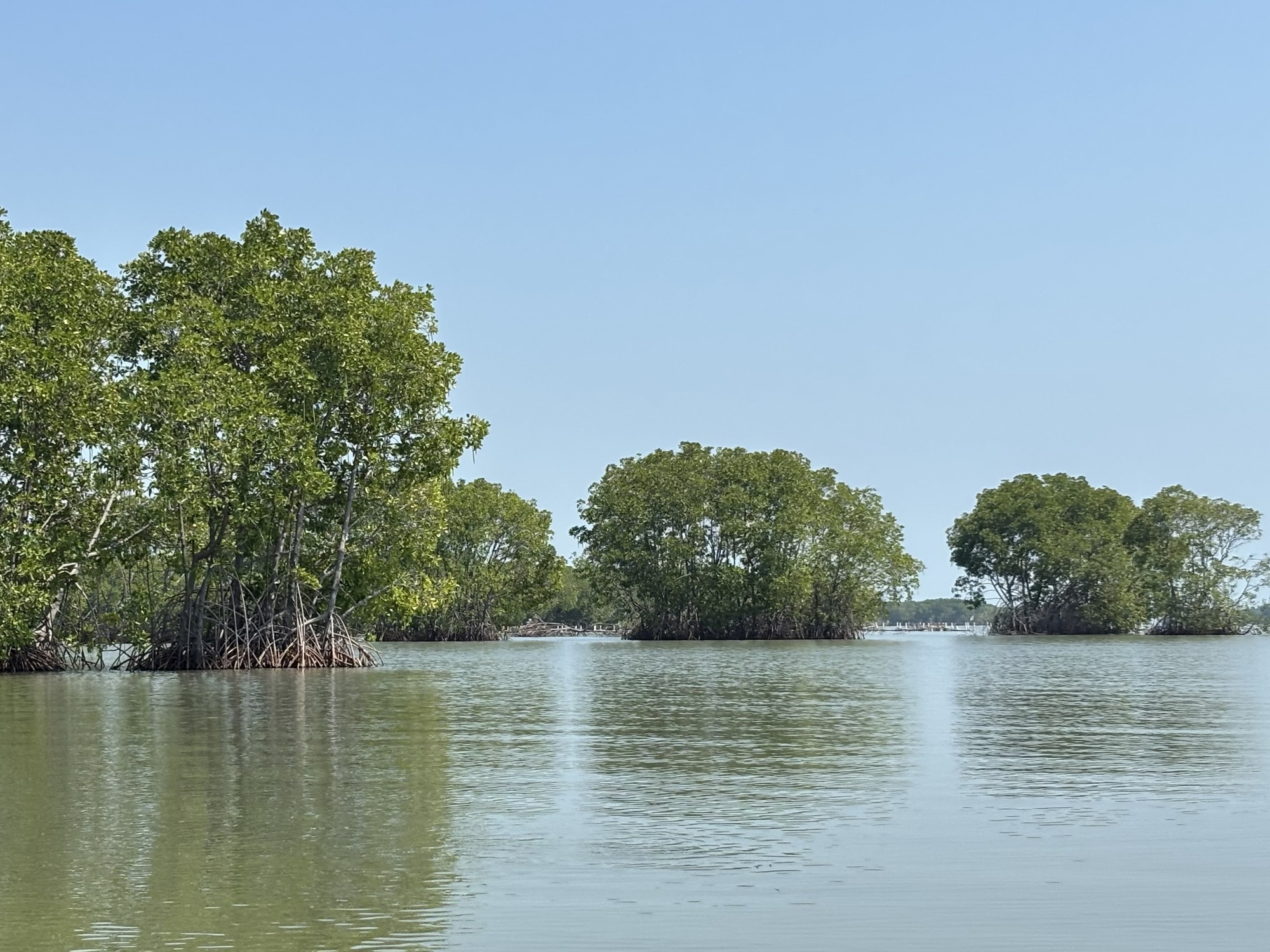 Bisakah Mangrove Hidup di Air Tawar