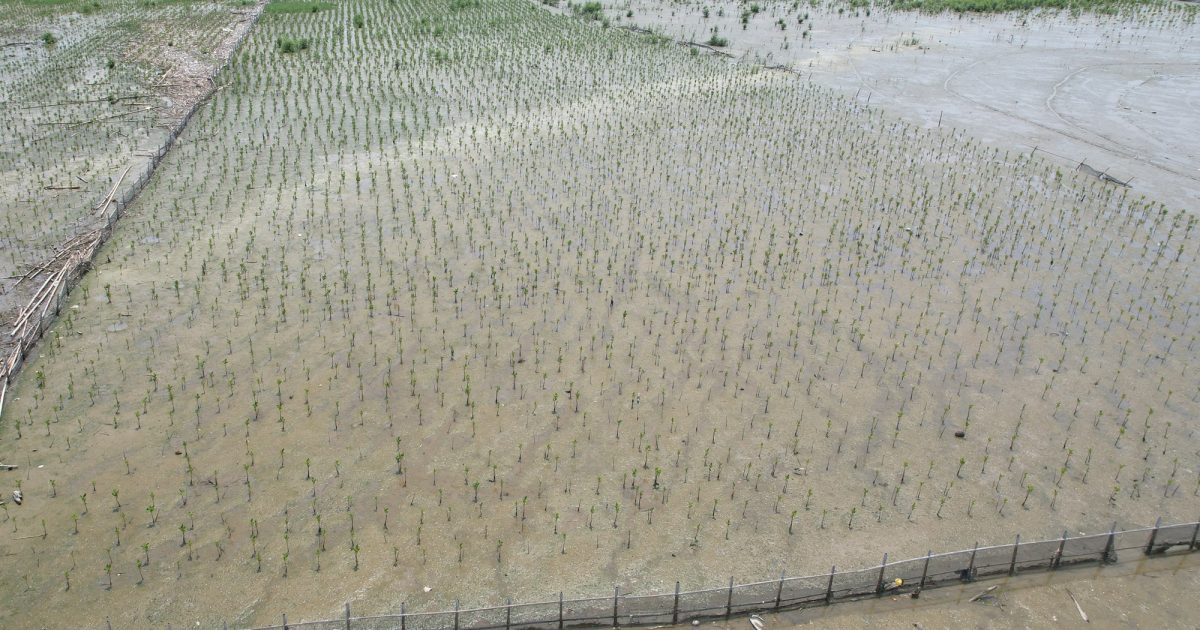 Eksplorasi Adaptasi Mangrove: Mungkinkah Menanam Bakau di Ekosistem Darat?