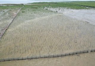 Eksplorasi Adaptasi Mangrove: Mungkinkah Menanam Bakau di Ekosistem Darat?