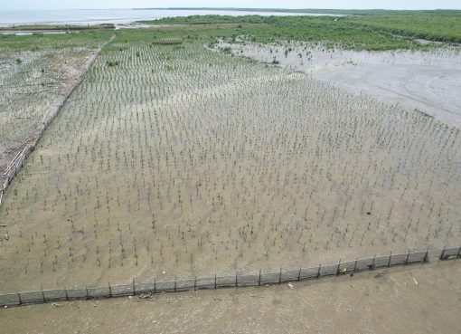 Eksplorasi Adaptasi Mangrove: Mungkinkah Menanam Bakau di Ekosistem Darat?