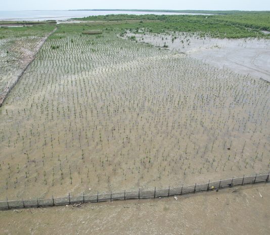 Eksplorasi Adaptasi Mangrove: Mungkinkah Menanam Bakau di Ekosistem Darat?