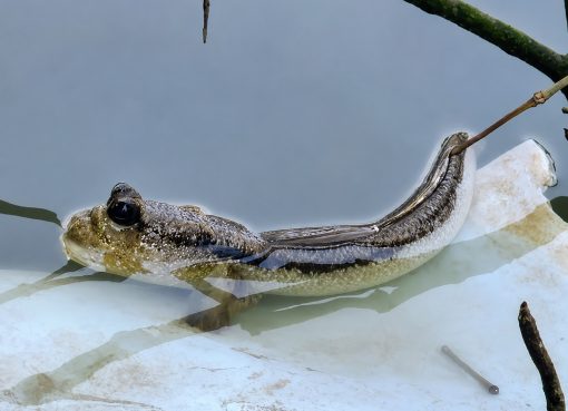 Fakta unik ikan gelodok yang mampu hidup di darat dan air di ekosistem mangrove