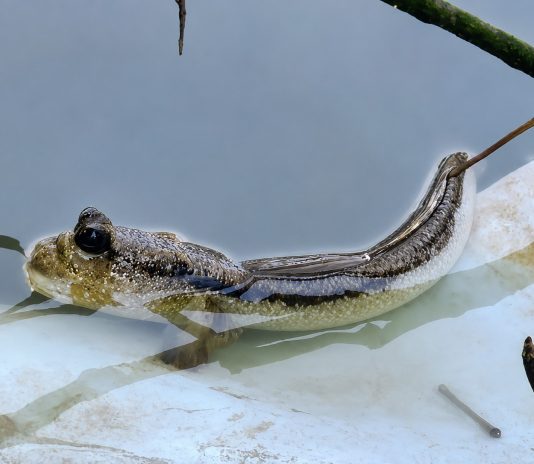 Fakta unik ikan gelodok yang mampu hidup di darat dan air di ekosistem mangrove