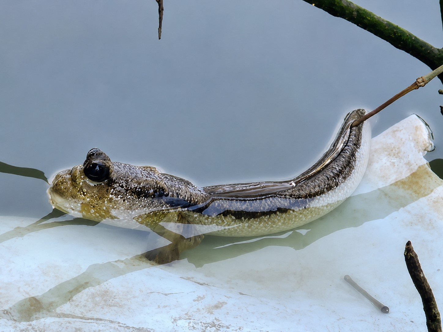 Fakta unik ikan gelodok yang mampu hidup di darat dan air di ekosistem mangrove