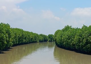 Ilustrasi Mangrove