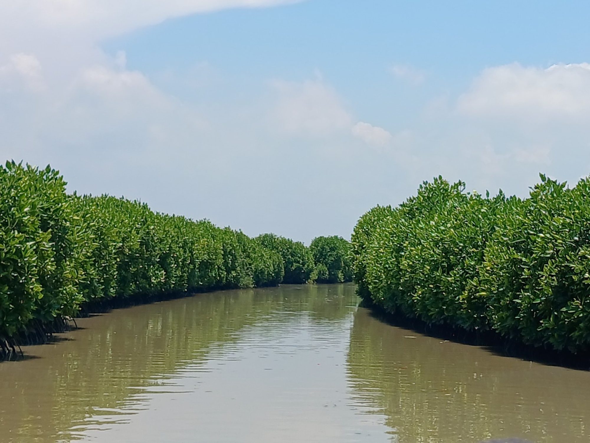 Ilustrasi Mangrove