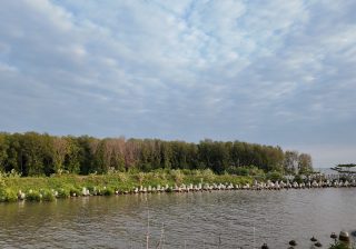 Perbedaan A. marina dan A. alba