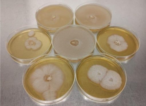 Phanerochaete chrysosporium