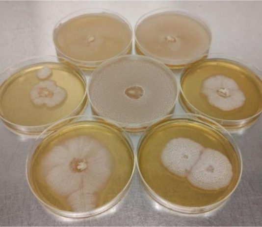 Phanerochaete chrysosporium