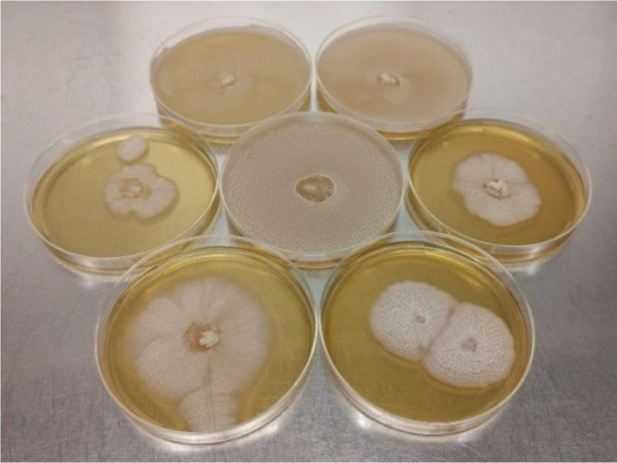 Phanerochaete chrysosporium
