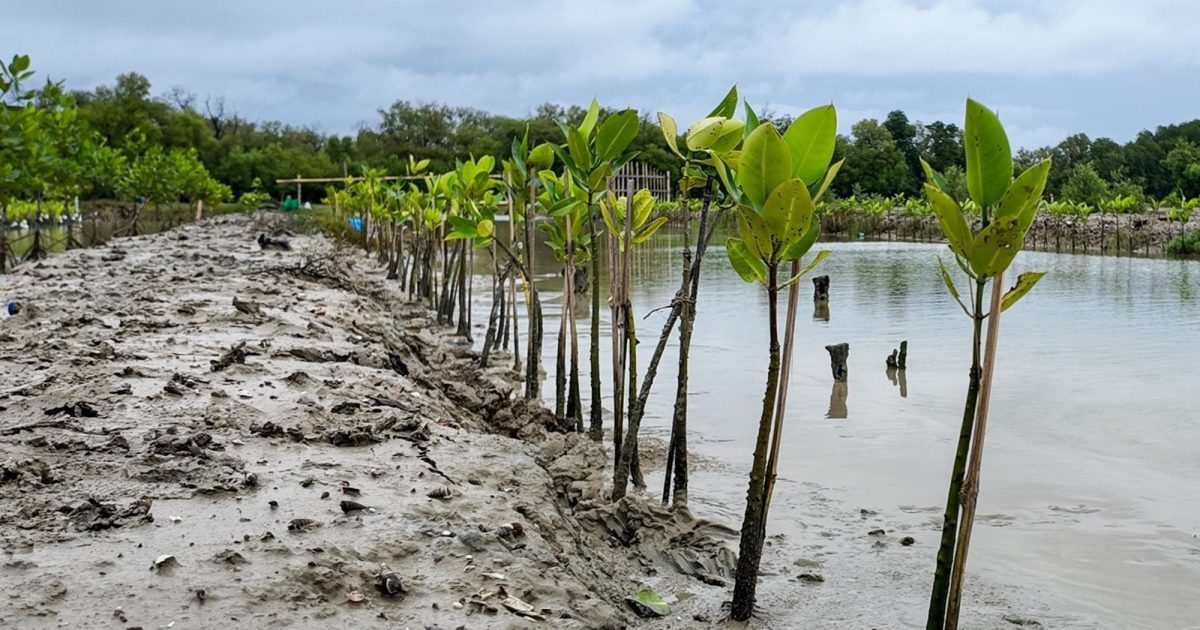 Praktik Terbaik Menghadapi Musim Kemarau pada Mangrove Hasil Rehabilitasi