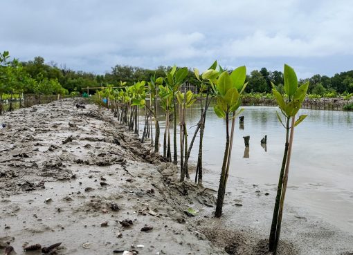 Praktik Terbaik Menghadapi Musim Kemarau pada Mangrove Hasil Rehabilitasi