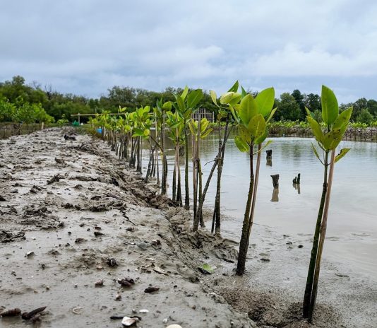 Praktik Terbaik Menghadapi Musim Kemarau pada Mangrove Hasil Rehabilitasi