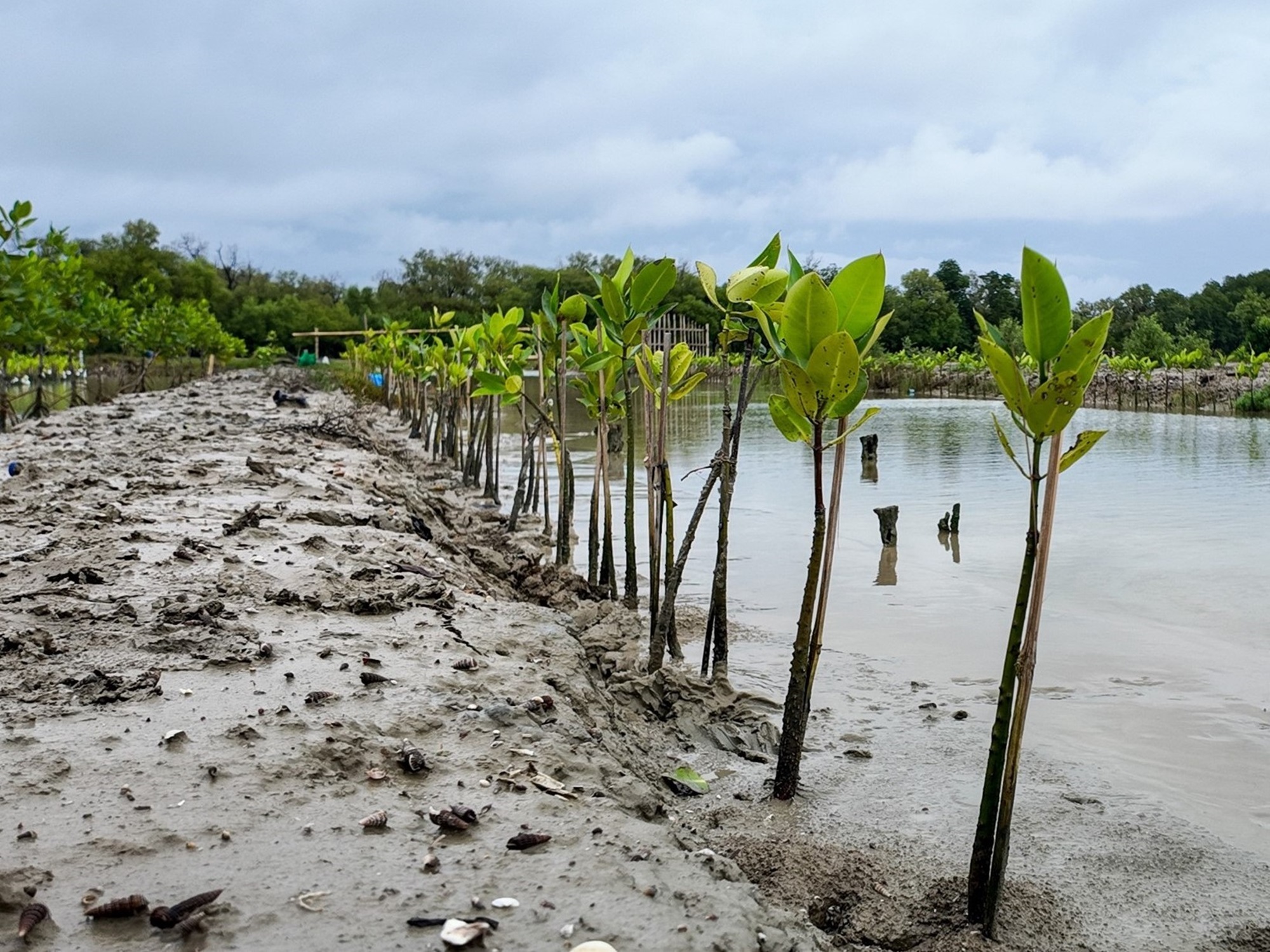 Praktik Terbaik Menghadapi Musim Kemarau pada Mangrove Hasil Rehabilitasi