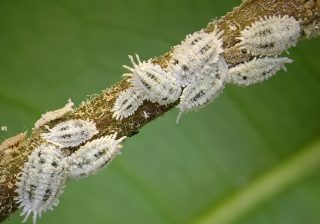 Serangan kutu sisik yang tidak ditangani dengan tepat dapat menurunkan vitalitas bibit mangrove secara bertahap.