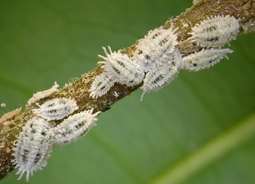 Serangan kutu sisik yang tidak ditangani dengan tepat dapat menurunkan vitalitas bibit mangrove secara bertahap.