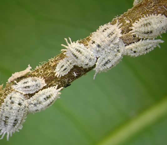 Serangan kutu sisik yang tidak ditangani dengan tepat dapat menurunkan vitalitas bibit mangrove secara bertahap.