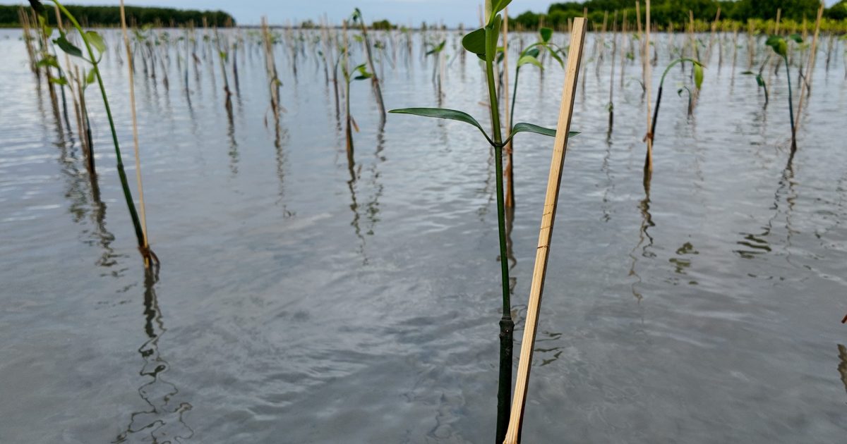 Waktu terbaik menanam mangrove berdasarkan musim dan kondisi lingkungan pesisir