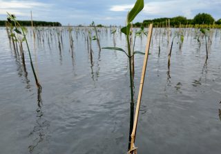 Kapan Waktu Terbaik Menanam Mangrove?: Penjelasan Ilmiah dan Praktis