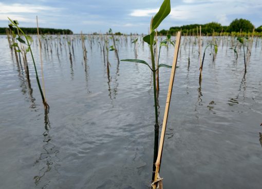 Waktu terbaik menanam mangrove berdasarkan musim dan kondisi lingkungan pesisir