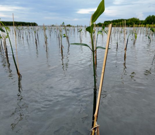 Waktu terbaik menanam mangrove berdasarkan musim dan kondisi lingkungan pesisir