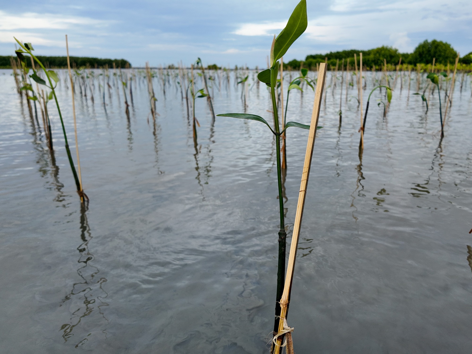 Waktu terbaik menanam mangrove berdasarkan musim dan kondisi lingkungan pesisir