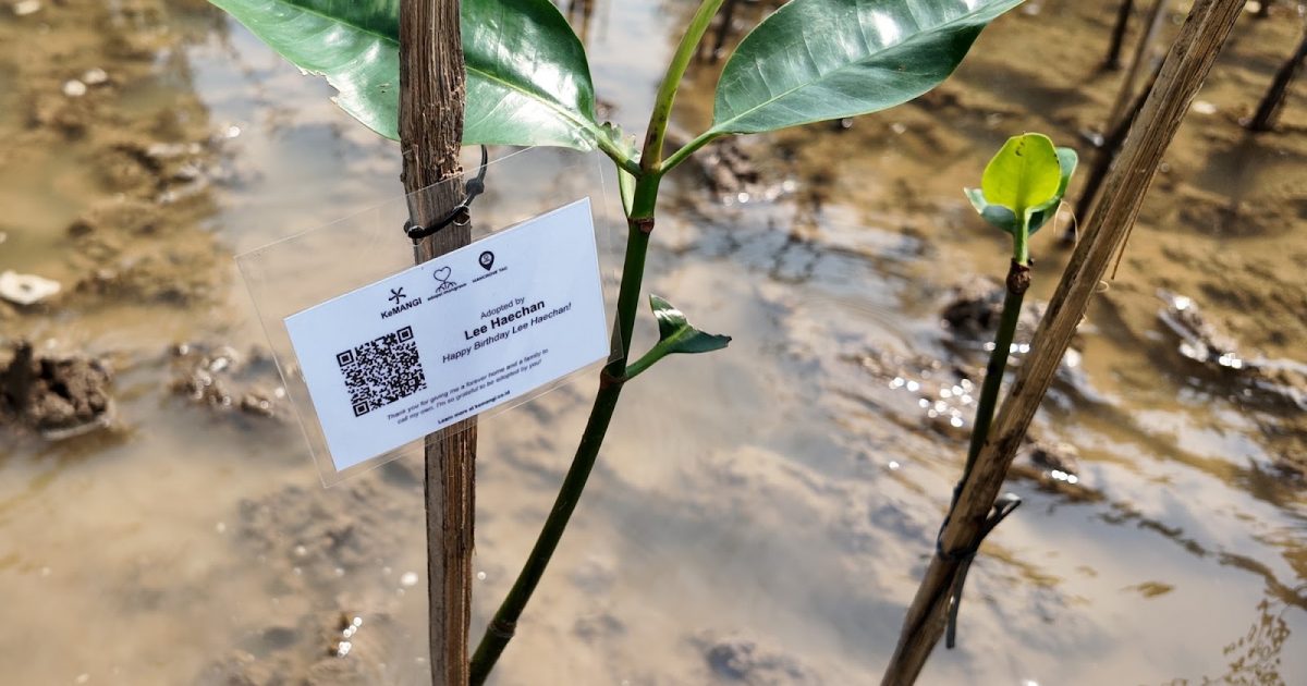 Adopsi Mangrove KeMANGI penggemar Lee Haechan NCT untuk perayaan ulang tahun