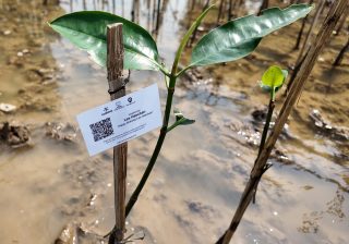 Adopsi Mangrove KeMANGI penggemar Lee Haechan NCT untuk perayaan ulang tahun