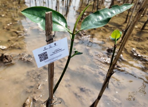 Adopsi Mangrove KeMANGI penggemar Lee Haechan NCT untuk perayaan ulang tahun