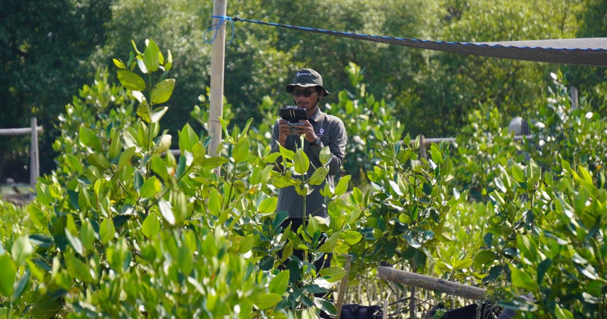 4 Platform Carbon Offset Mangrove Indonesia untuk Aksi Iklim Nyata