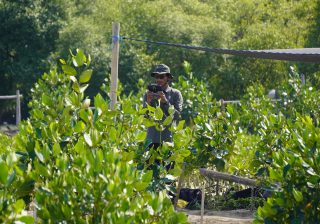 4 Platform Carbon Offset Mangrove Indonesia untuk Aksi Iklim Nyata