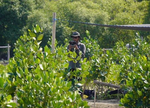 4 Platform Carbon Offset Mangrove Indonesia untuk Aksi Iklim Nyata