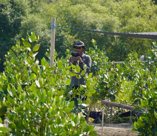 4 Platform Carbon Offset Mangrove Indonesia untuk Aksi Iklim Nyata