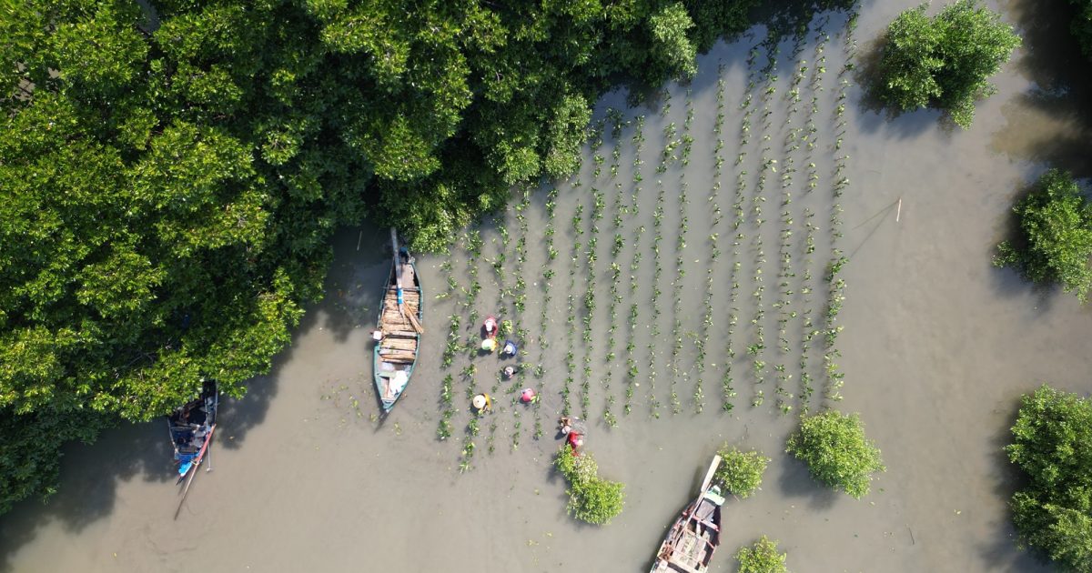 Hari Aksi Mangrove Sedunia dan perjuangan global melindungi ekosistem mangrove