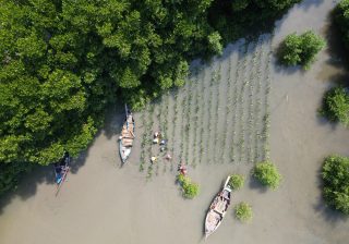 Hari Aksi Mangrove Sedunia dan perjuangan global melindungi ekosistem mangrove