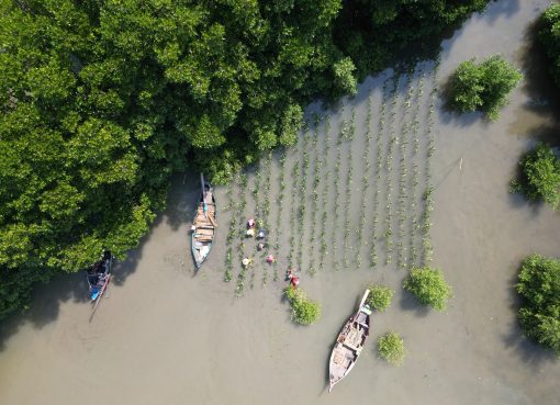 Hari Aksi Mangrove Sedunia dan perjuangan global melindungi ekosistem mangrove