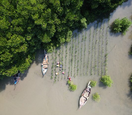 Hari Aksi Mangrove Sedunia dan perjuangan global melindungi ekosistem mangrove