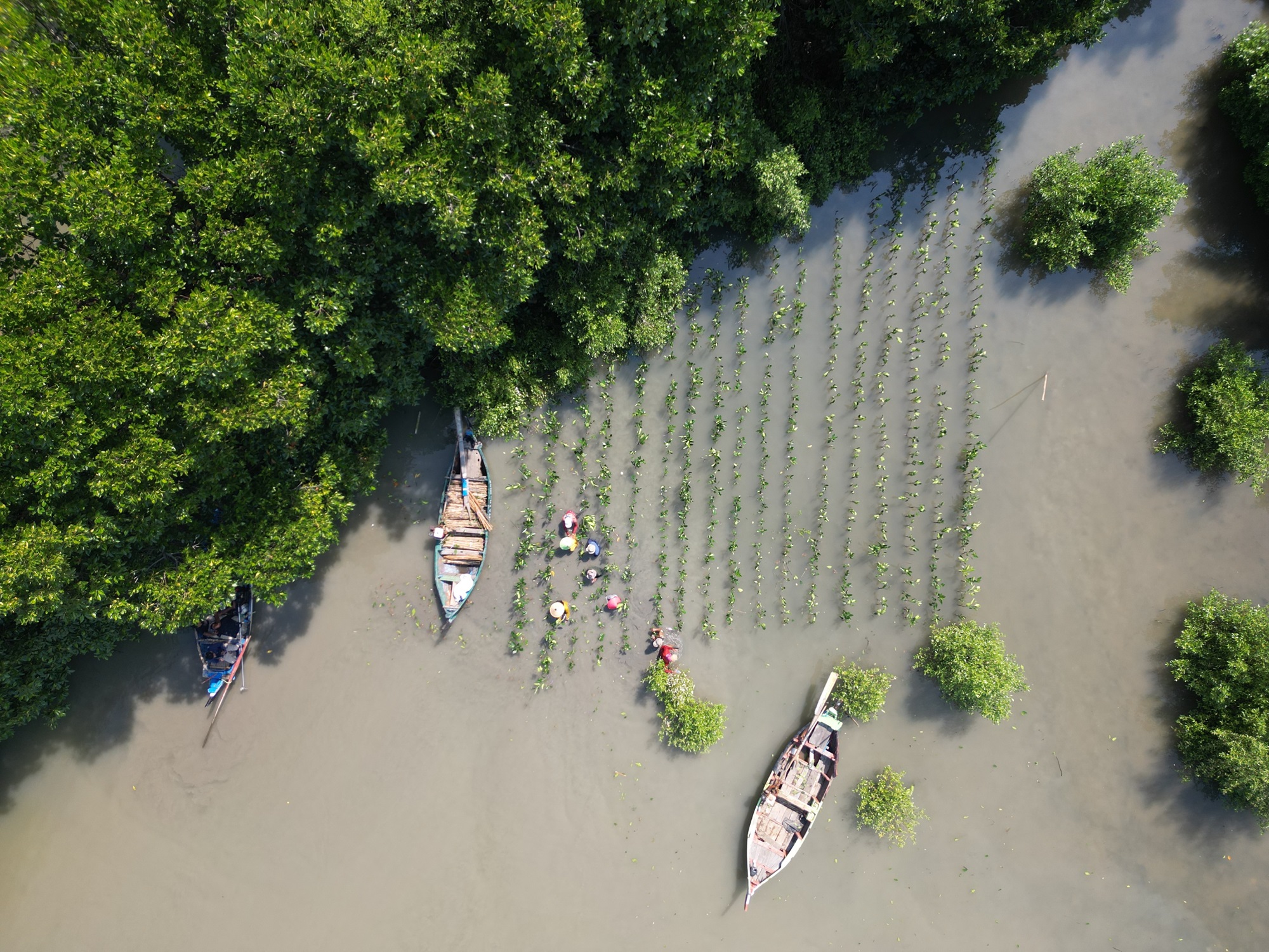 Hari Aksi Mangrove Sedunia dan perjuangan global melindungi ekosistem mangrove