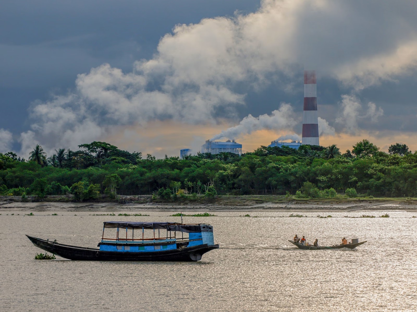 Hutan Mangrove Sundarbans Terancam PLTU dan Krisis Iklim