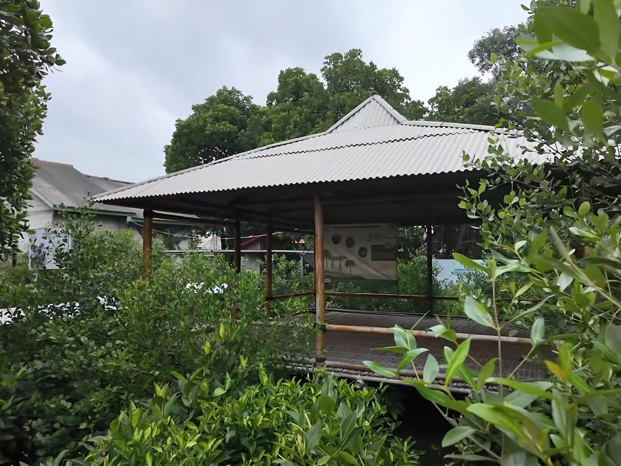 kunjungi-saung-dan-perpustakaan-mangrove-ruang-pembelajaran-lingkungan-pesisir-di-kampung-pondok-dua1