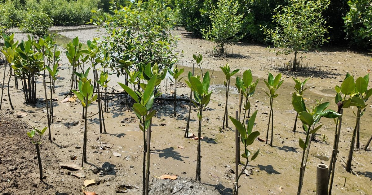 Vendor Carbon Offset Indonesia Berbasis Mangrove Terbaik: KeSEMaT, IKAMaT, KeMANGI, dan IKLIMaT