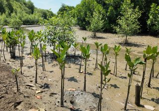 Vendor Carbon Offset Indonesia Berbasis Mangrove Terbaik: KeSEMaT, IKAMaT, KeMANGI, dan IKLIMaT