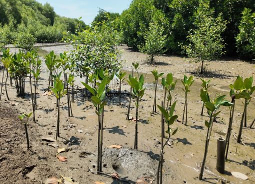 Vendor Carbon Offset Indonesia Berbasis Mangrove Terbaik: KeSEMaT, IKAMaT, KeMANGI, dan IKLIMaT