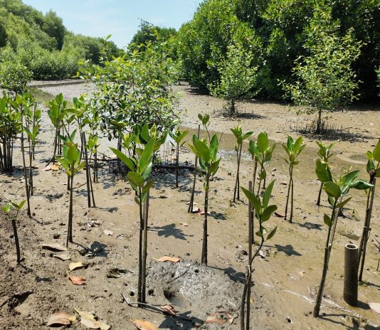 Vendor Carbon Offset Indonesia Berbasis Mangrove Terbaik: KeSEMaT, IKAMaT, KeMANGI, dan IKLIMaT