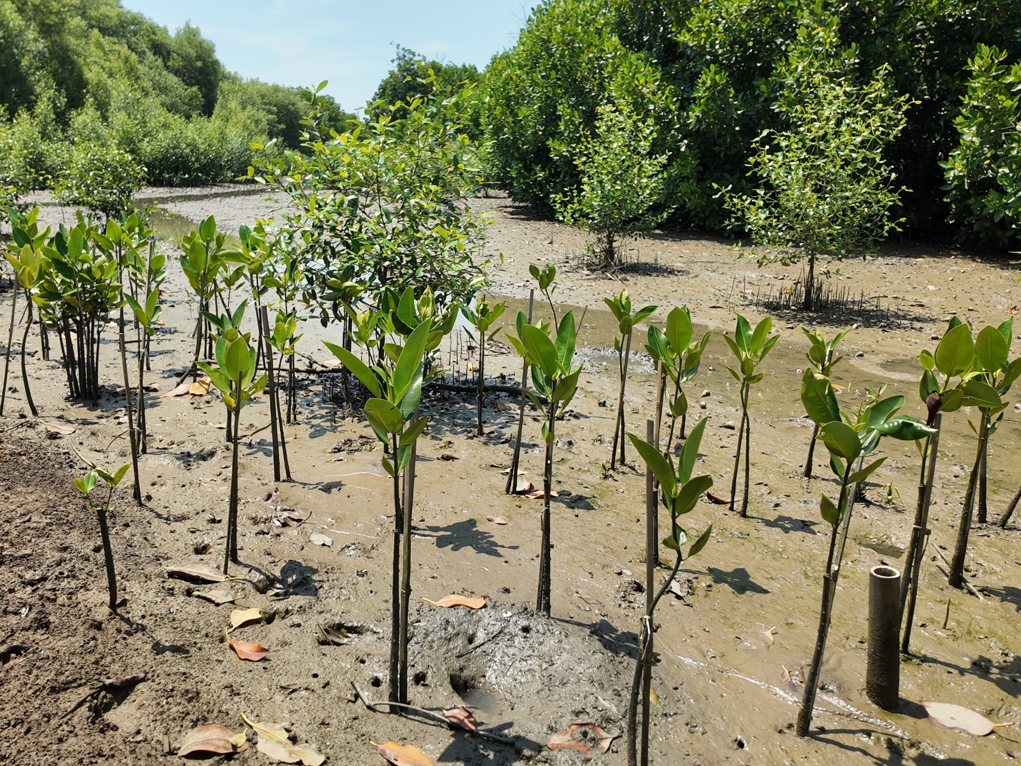 Vendor Carbon Offset Indonesia Berbasis Mangrove Terbaik: KeSEMaT, IKAMaT, KeMANGI, dan IKLIMaT